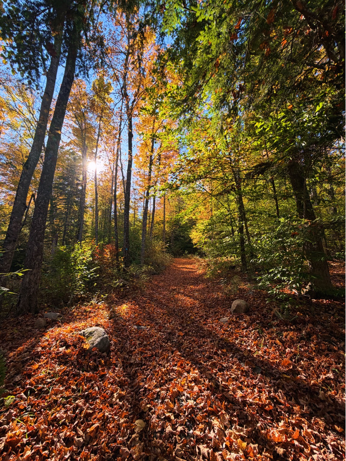 Autumn trail through the Adirondack woods